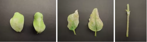 Abb.: Kotyledonen (links), erste Blätter (Mitte), und Stängel (rechts) von Mehltau-infizierter Sonnenblume