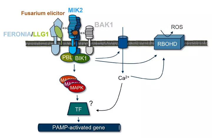 The Fusarium elicitor receptor MIK2 and its physiological context