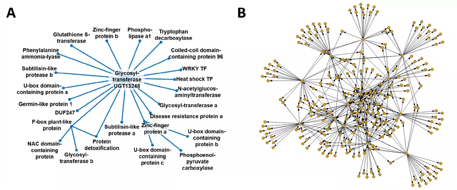 A) Core of a co-expression regulon and B) gene regulatory network in barley stress response. See also: Hoheneder & Steidele et al. (2023, J.Exp.Bot).<br />
