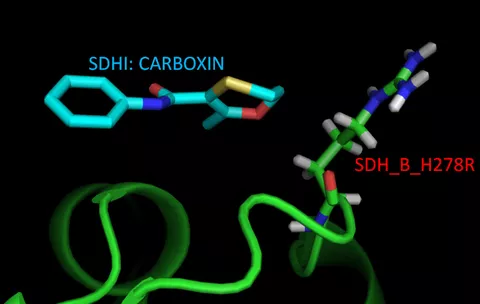 Modelled interaction site of mutated Alternaria solani SDH_B_H278R and the SDHI fungicide carboxin.