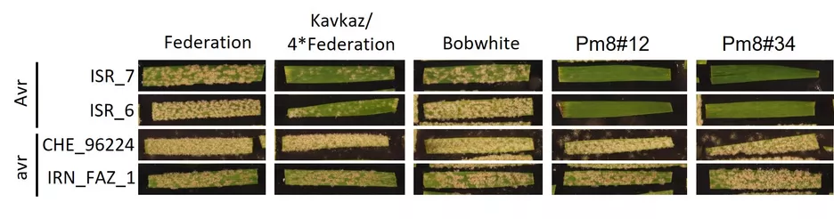 Infection outcome of avirulent (Avr) and virulent (avr) B.g. f.sp. tritici isolates on wheat lines that containing the resistance gene Pm8 and their corresponding susceptible controls “Federation” and “Bobwhite”. Figure adapted from Kunz et al., 2023 BMC Biology 21:29 